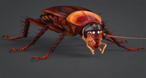 realistic cockroach